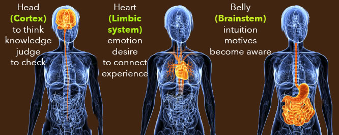 cooperation between conscious and unconscious of heart head and lower abdome